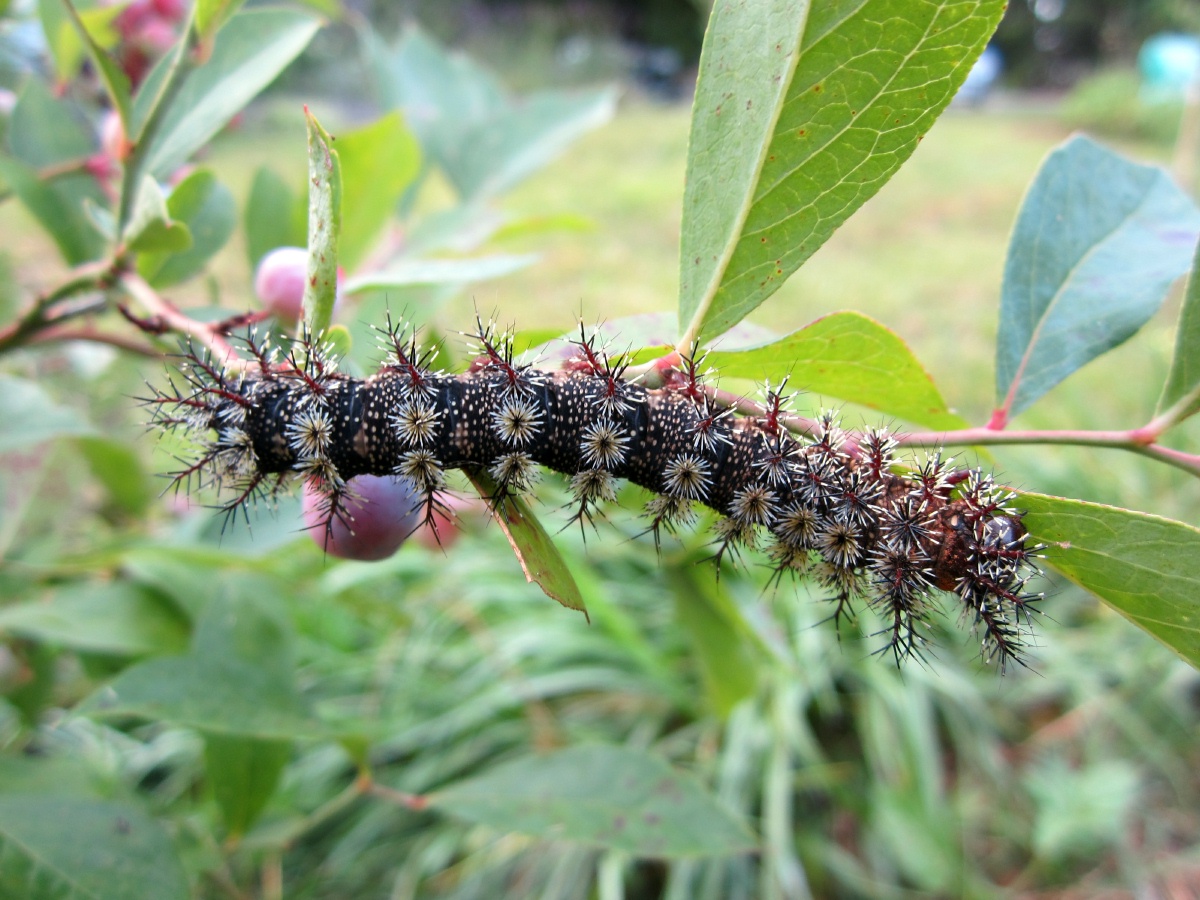 Muscari Musings Caterpillar on Blueberry Bush...