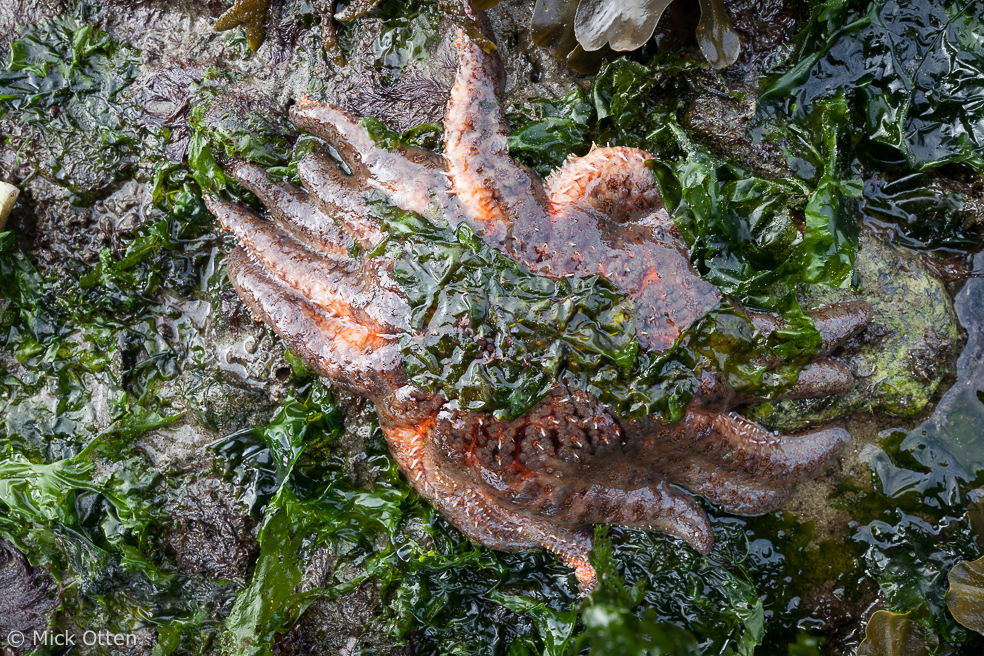 Mick's marine biology Sunflower star an amalgam of superlatives part 2