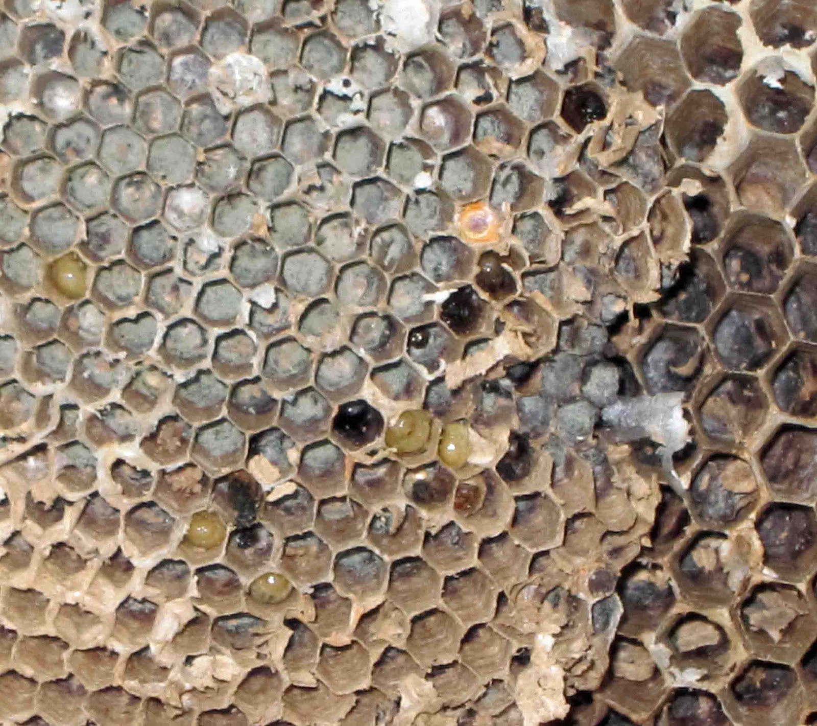 Exploring Nature in NC Yellow Jacket Nest