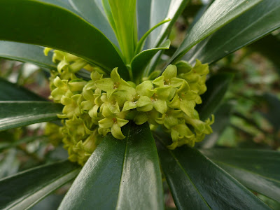 Daphne laureola (Daphne-laurel) flowers and leaves