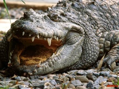 Inilah 7 Reptil Paling Langka Di Indonesia Reptile