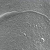 Espermatozoide de 50 milhões de anos é encontrado na Antártida