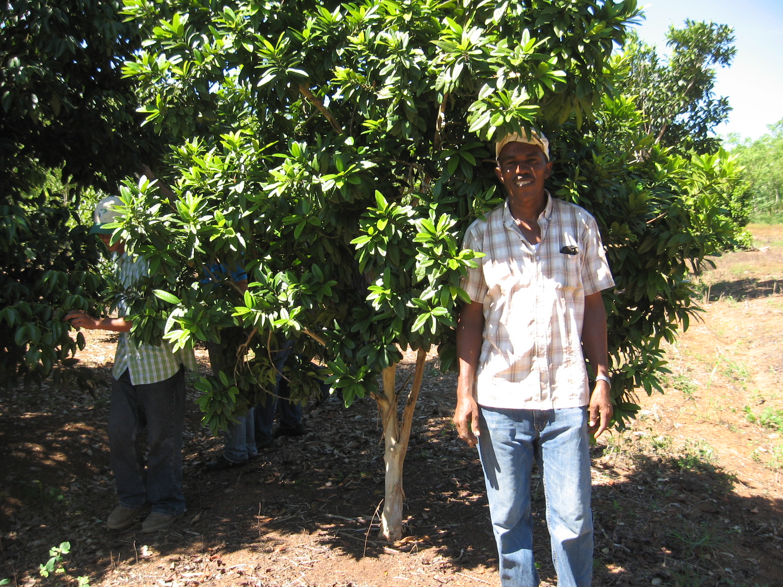 La Educación Agrícola El Cultivo De La Canela