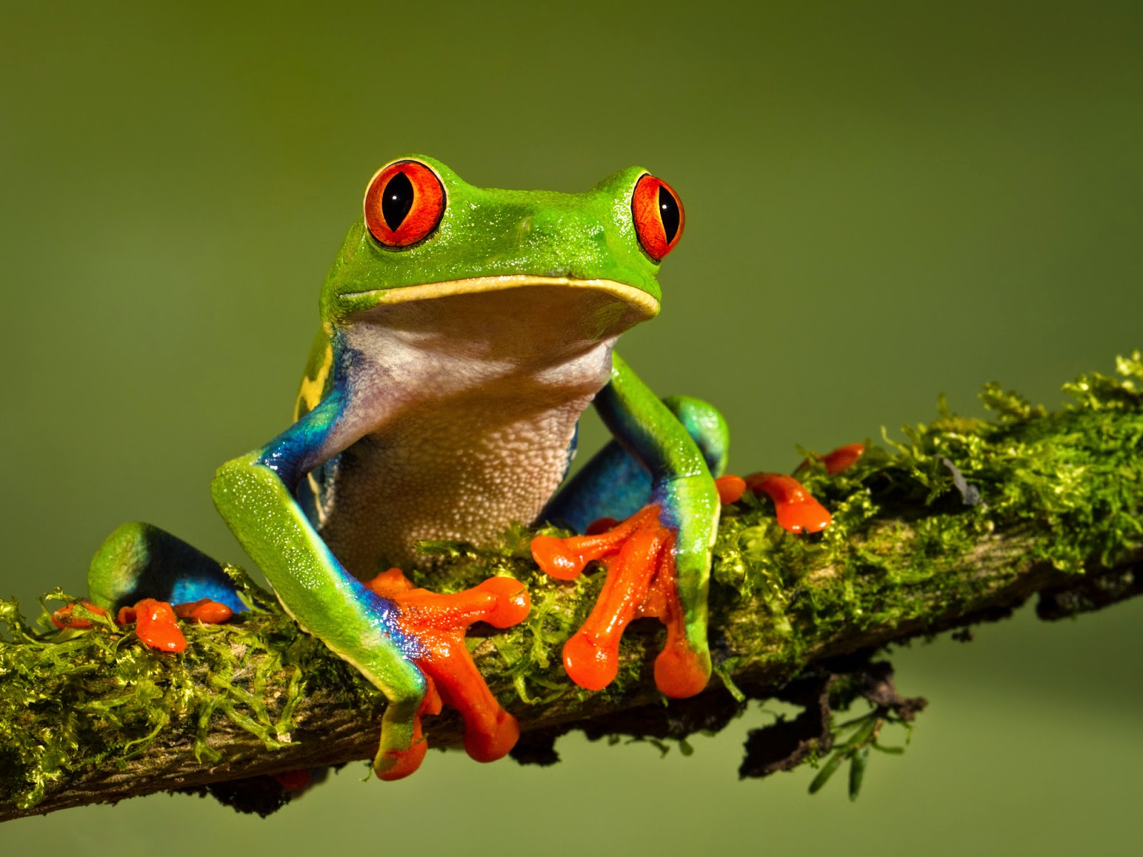 Wilson Teh Yong Sheng: FROG TEXTURE Wilson Teh Yong Sheng: FROG TEXTURE