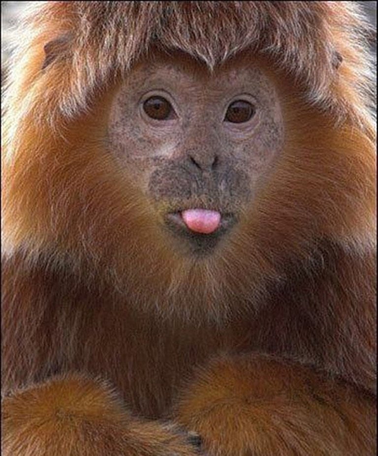 Картинка обезьяна показывает язык