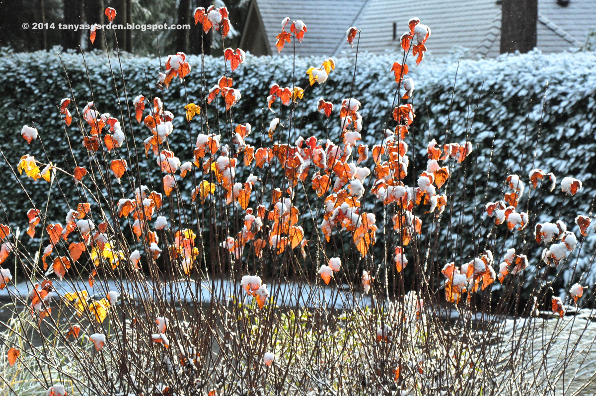 MySecretGarden First Snow in My Garden, Zone 8a