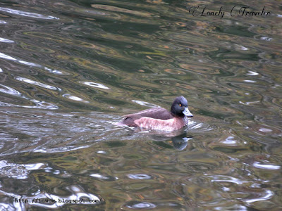 Tufted duck - Aythya fuligula, male