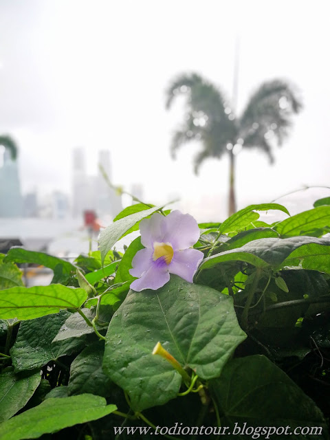 Blumen auf der Dachterrasse im Marina Bay Sands Hotel in Singapur