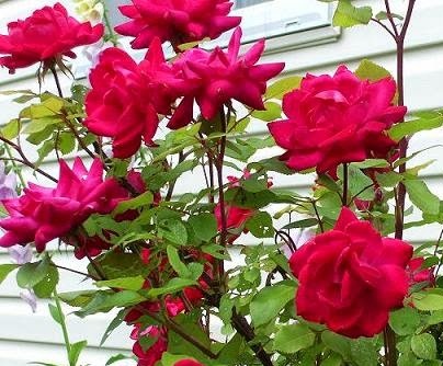 ANEKA BENIH Tanaman Bunga  Mawar  dan Bunga  Matahari