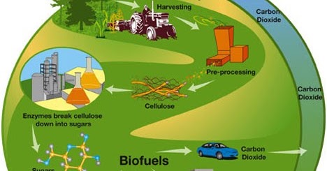 Adalah biomassa Contoh Energi
