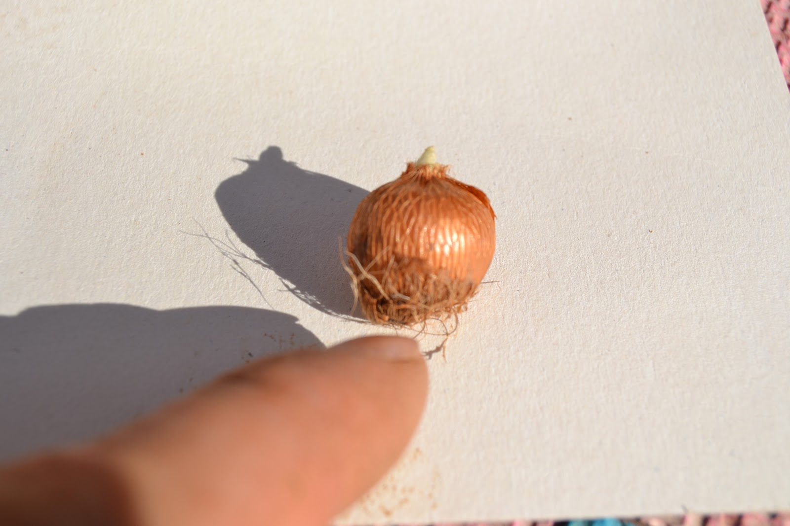 The beginner gardener Planting out Crocus bulbs