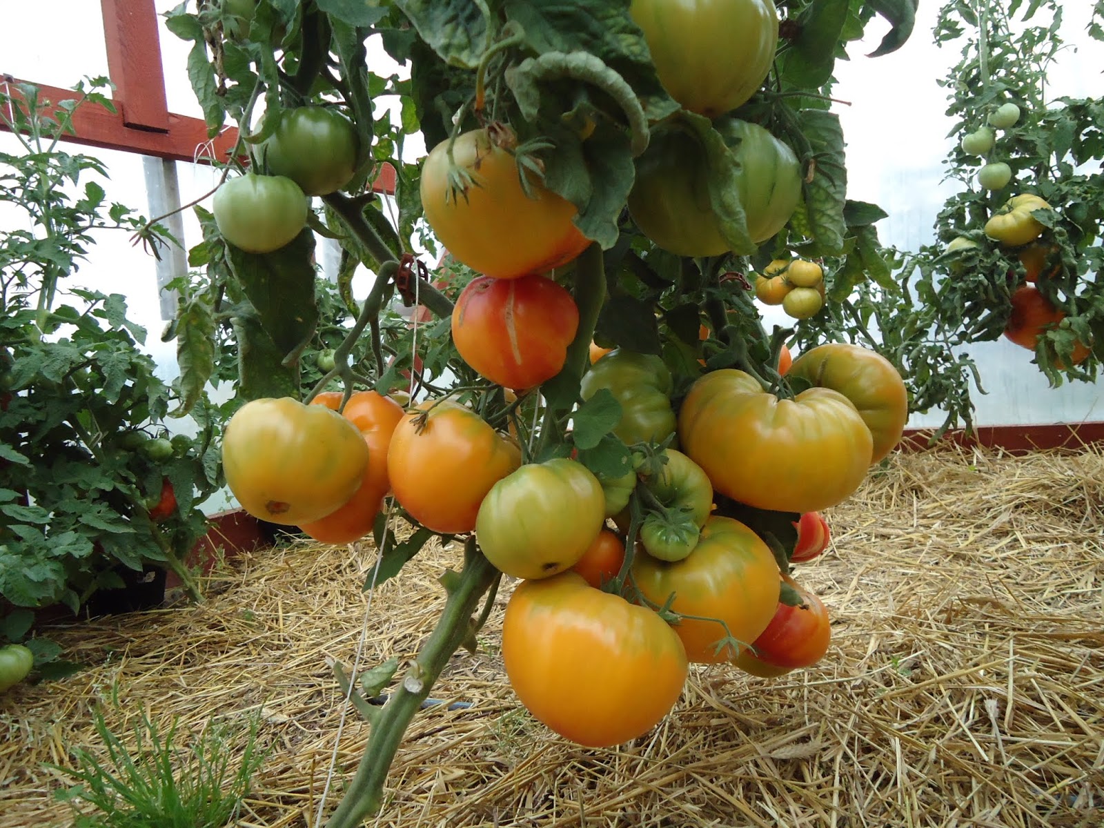 сорт томата загадка природы. томат загадка природы. томат загадка природы сибирский. сорт помидоры загадка природы. сорт помидоры загадка природы.