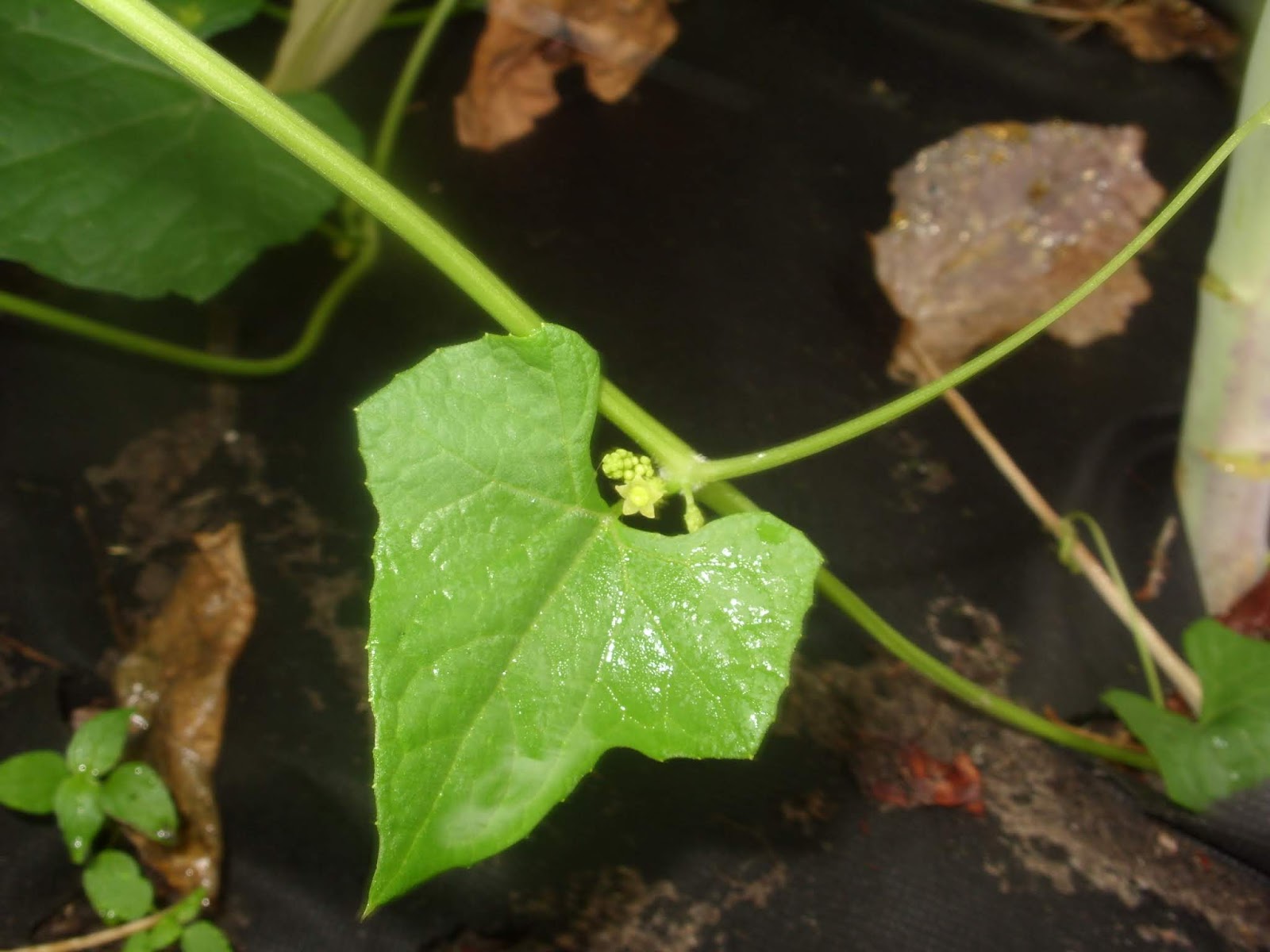 Scirpidiella's Plants: Edible Achoccha species (Cyclanthera sp. div.)
