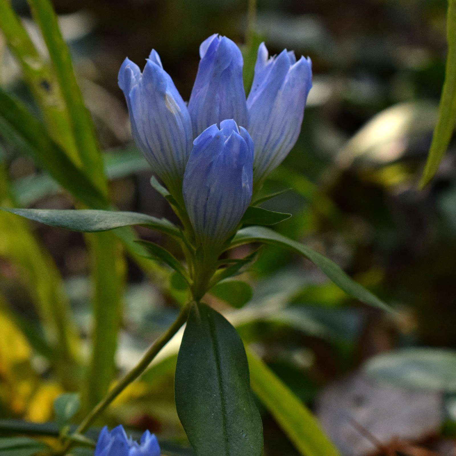 Using Native Plants A Unique Fall Flower