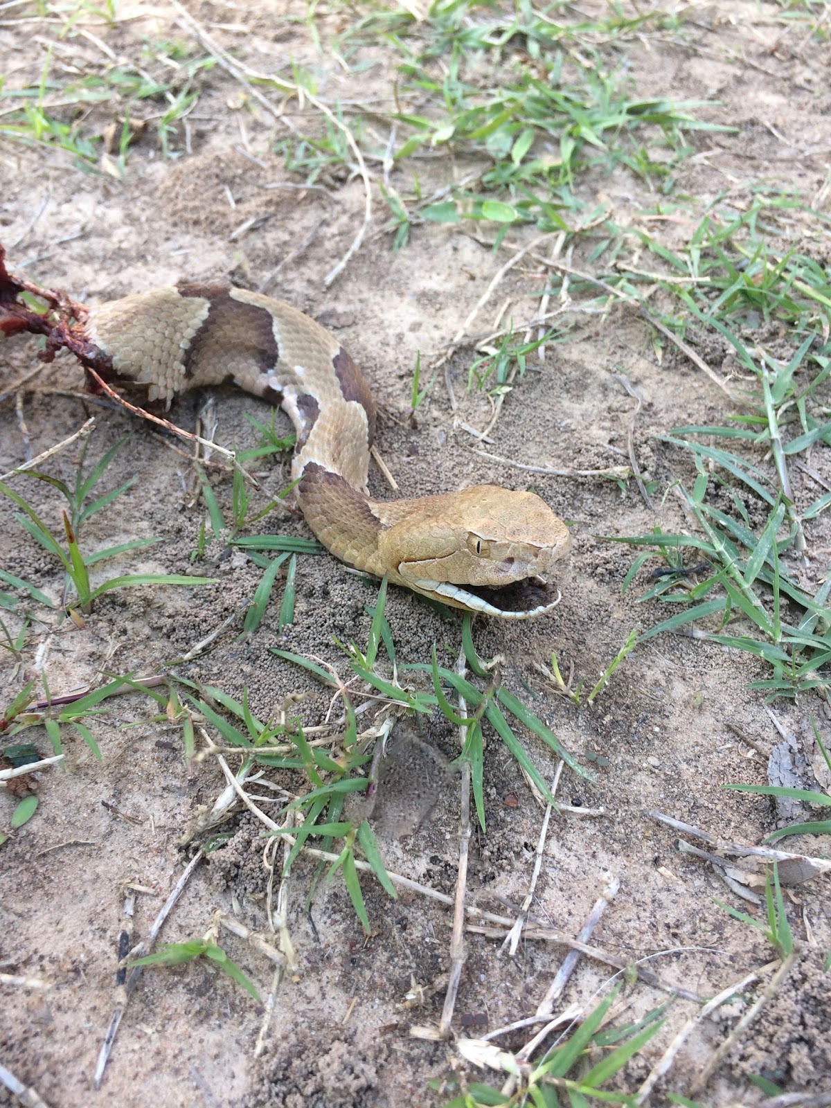 We Love Texas Copperhead