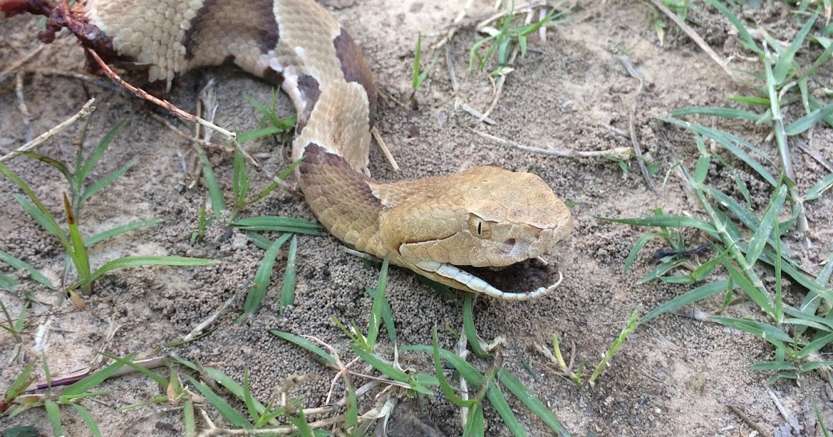 We Love Texas Copperhead