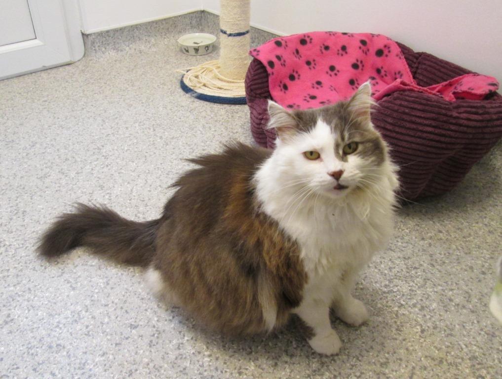 Cats Protection Exeter Axhayes Adoption Centre Catfriendly homes for the elderly feline