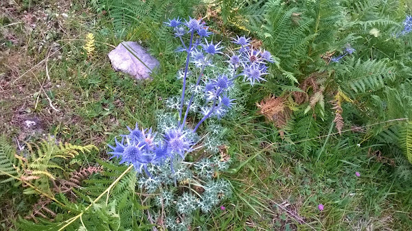 cardos i currently loving