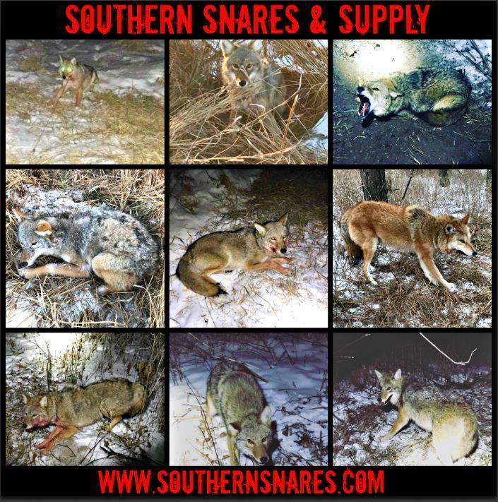 Proposed Law Would Allow Trapping Of Adirondack Coyotes With Cable Snares -  - The Adirondack Almanack