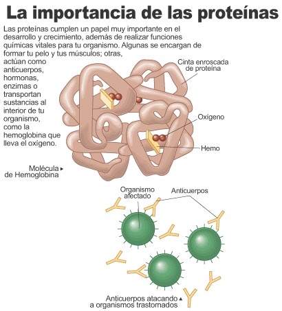 La información encima de regulacion hormonal del metabolismo