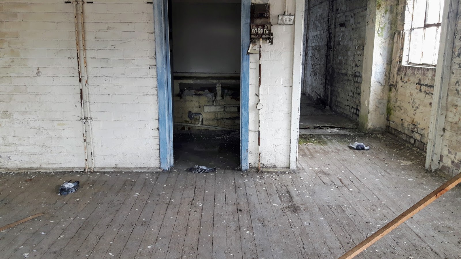 Jayne Lawless Dead Pigeon Gallery