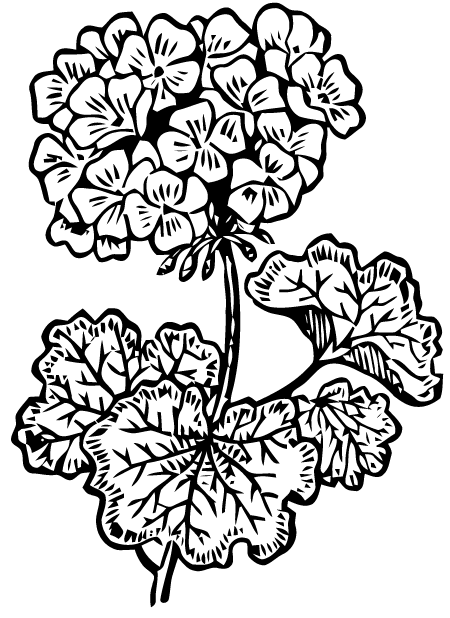 Как нарисовать герань в горшке карандашом поэтапно для начинающих