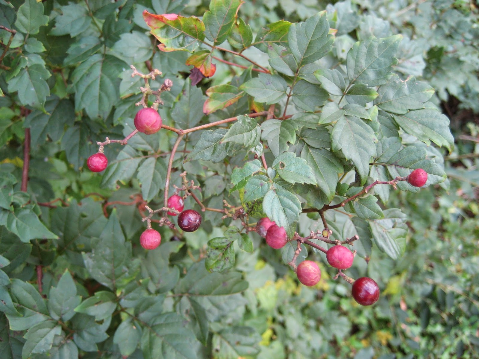 Discovering His Creation Peppervine (Ampelopsis arborea)