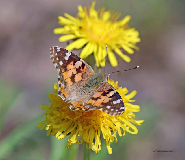 Butterflies painted%2Blady%2BIMG 9074%2Bcopy
