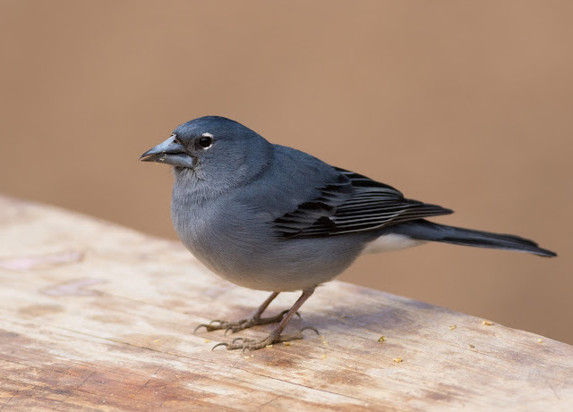 Tenerife Blue Chaffinch - Las Lajas, Tenerife Tenerife Blue Chaffinch - Las Lajas, Tenerife