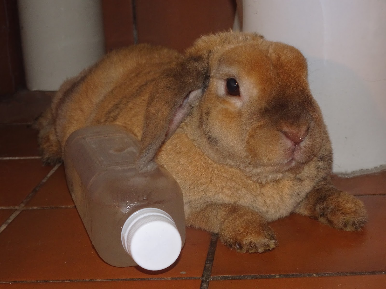 How To Keep Your Rabbit Cool In Summer Oria