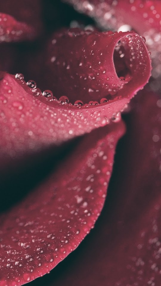 Red Rose Close Up Dew Drops  Android Best Wallpaper