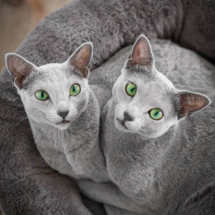 Stunning Pictures Of Silver Cat Sisters With Gorgeous Green Eyes Stunning Pictures Of Silver Cat Sisters With Gorgeous Green Eyes