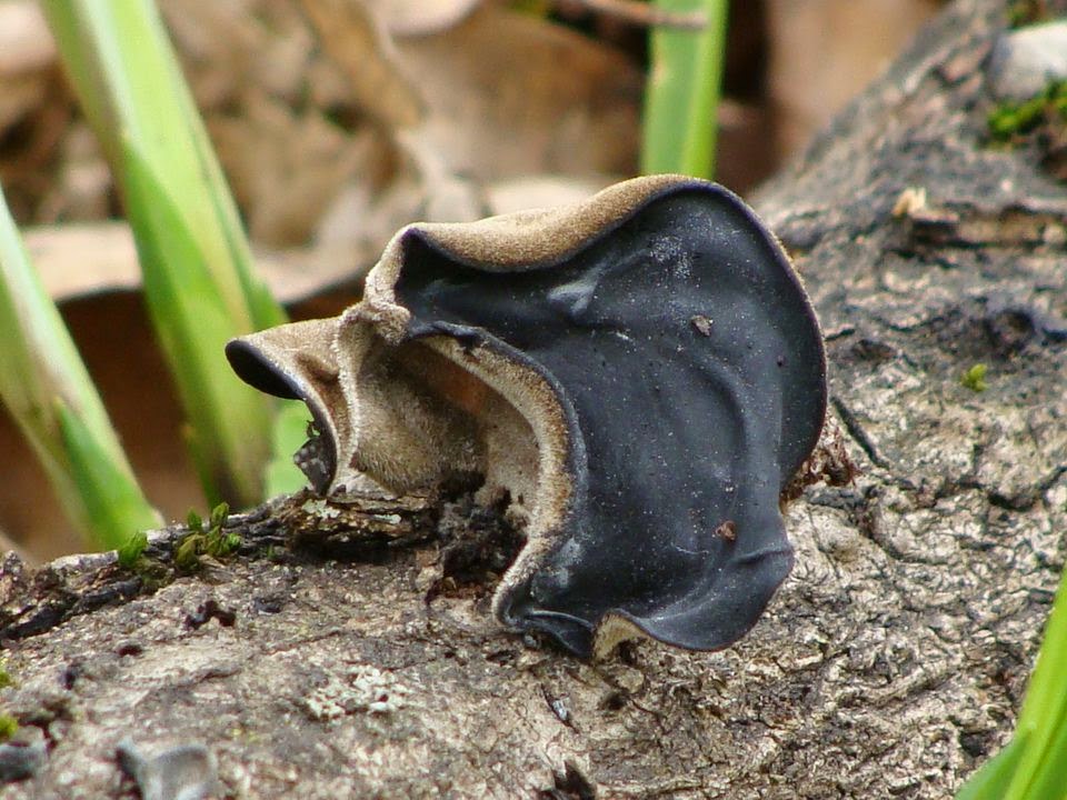 Auricularia auricula-judae DSC31223