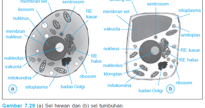 Jaringan dan Organ pada Hewan, Manusia dan Tumbuhan - katakita