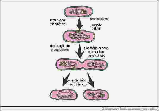 A Vida dos Seres Vivos: reprodução de bacterias