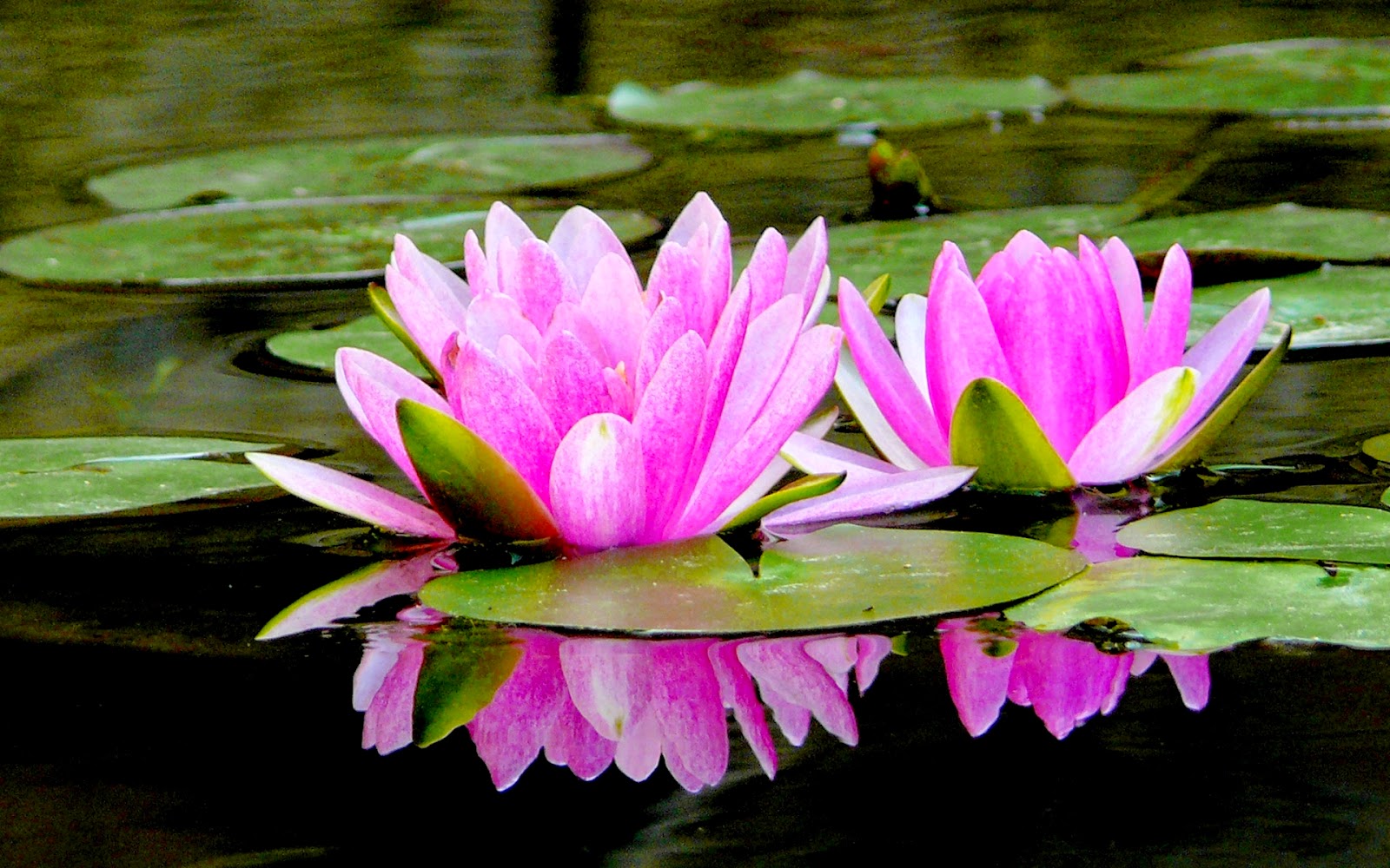 CARPE DIEM HAIKU KAI Carpe Diem 662, Water Lilies