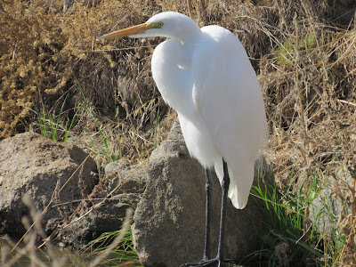 Great Egret