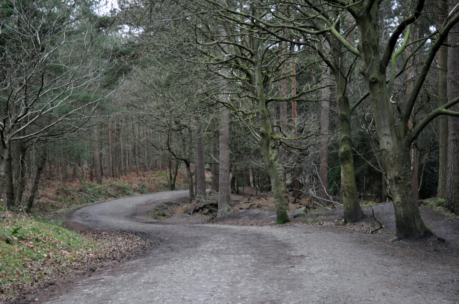 Download this Delamere Forest Jan picture