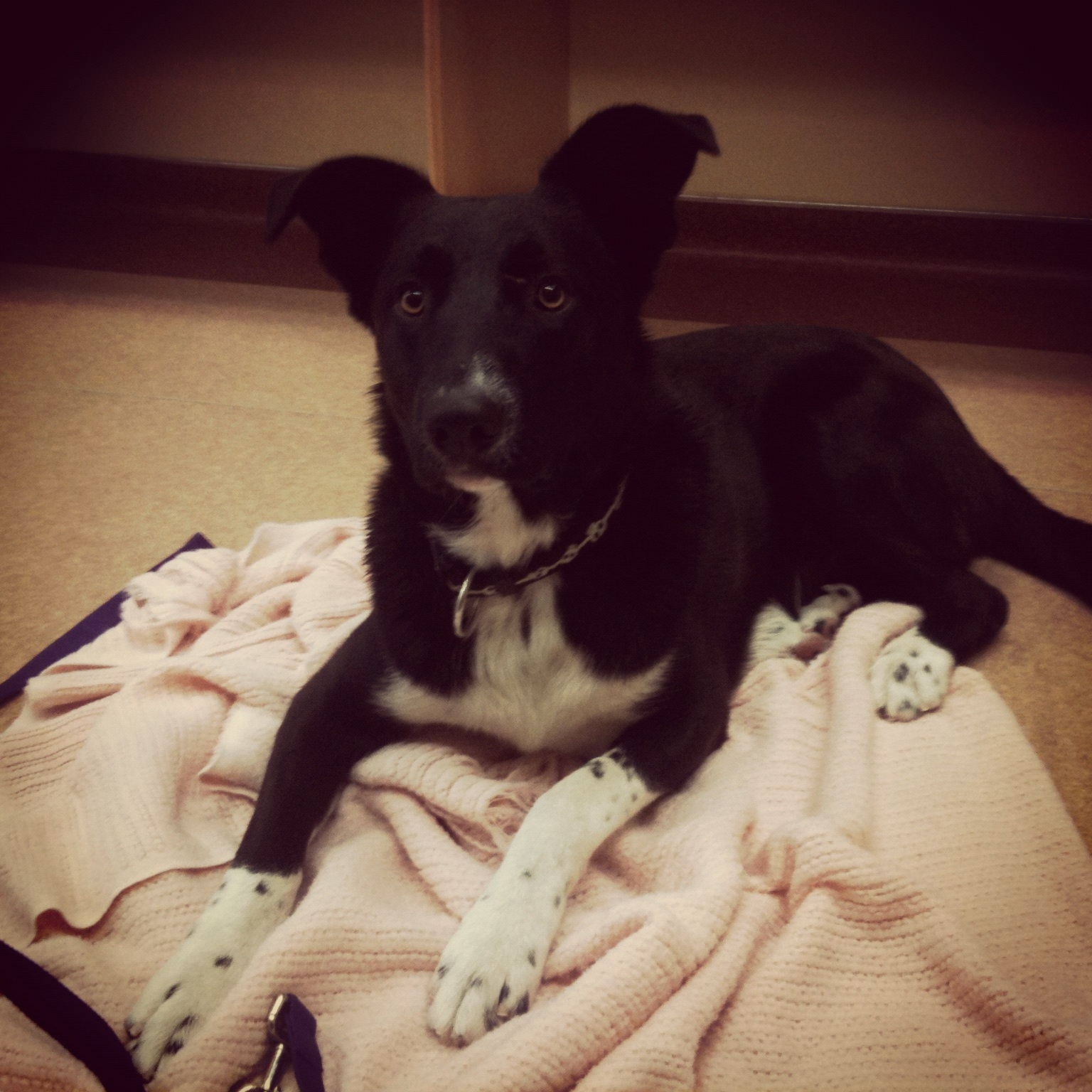 Lac Le Jeune Life In Our Community Dog for Adoption From TRU Animal Health Technology