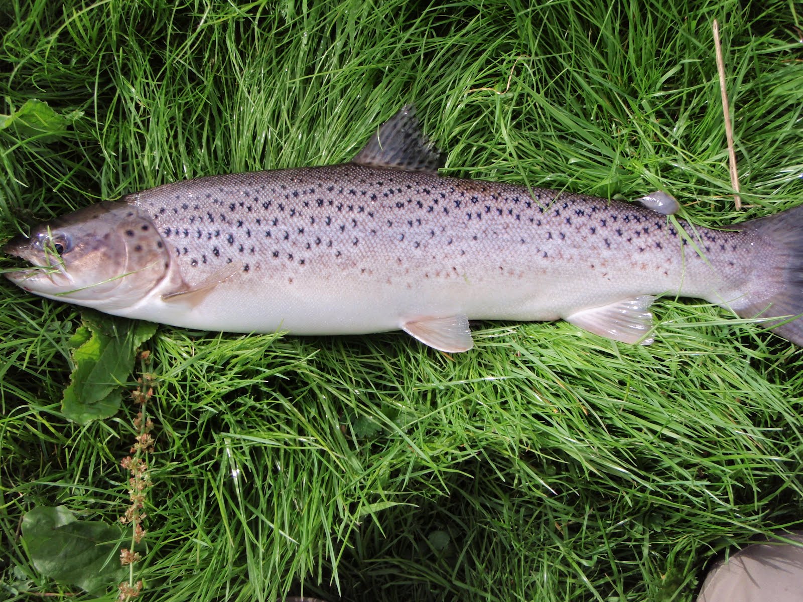 Scottish Fishing Guide 4lb Sea Trout