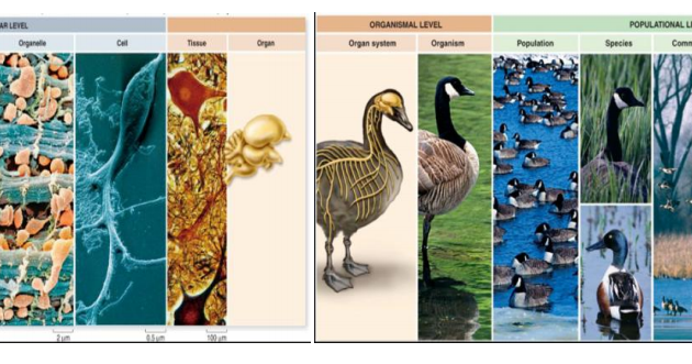 Konsep Ekologi Dalam Pengetahuan Lingkungan