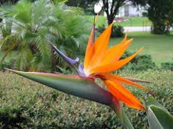 bird paradise giant tropical nose fly plants lucky ordered customers residential been birds flowers