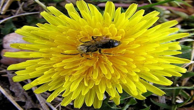 Ταραξάκο: Ένα βότανο υπερτροφή  
