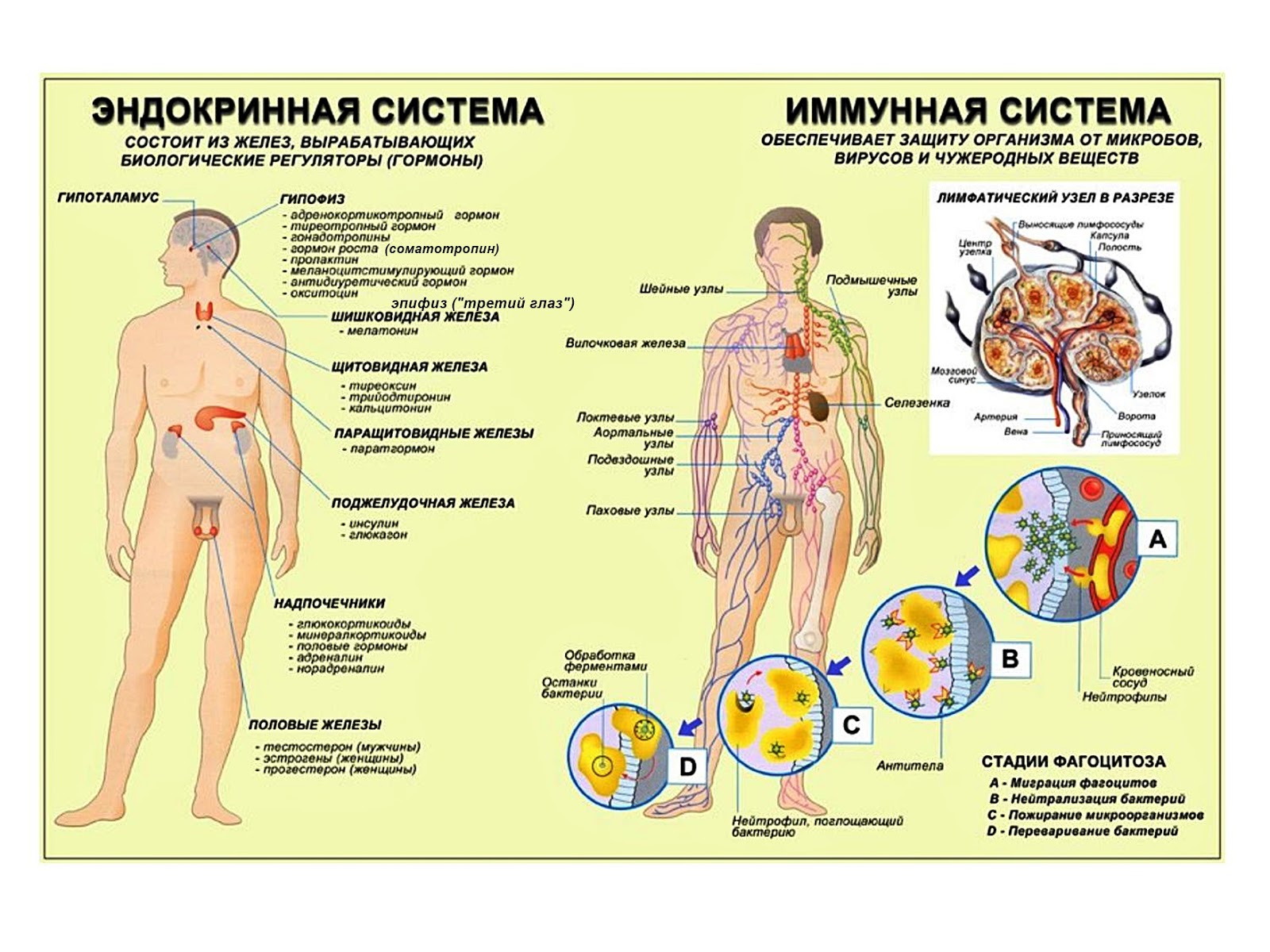 Рисунок эндокринной системы человека. Органы эндокринной системы человека. Гормональная система человека строение и функции. Строение эндокринной системы человека схема. Анатомия гормональной системы человека.