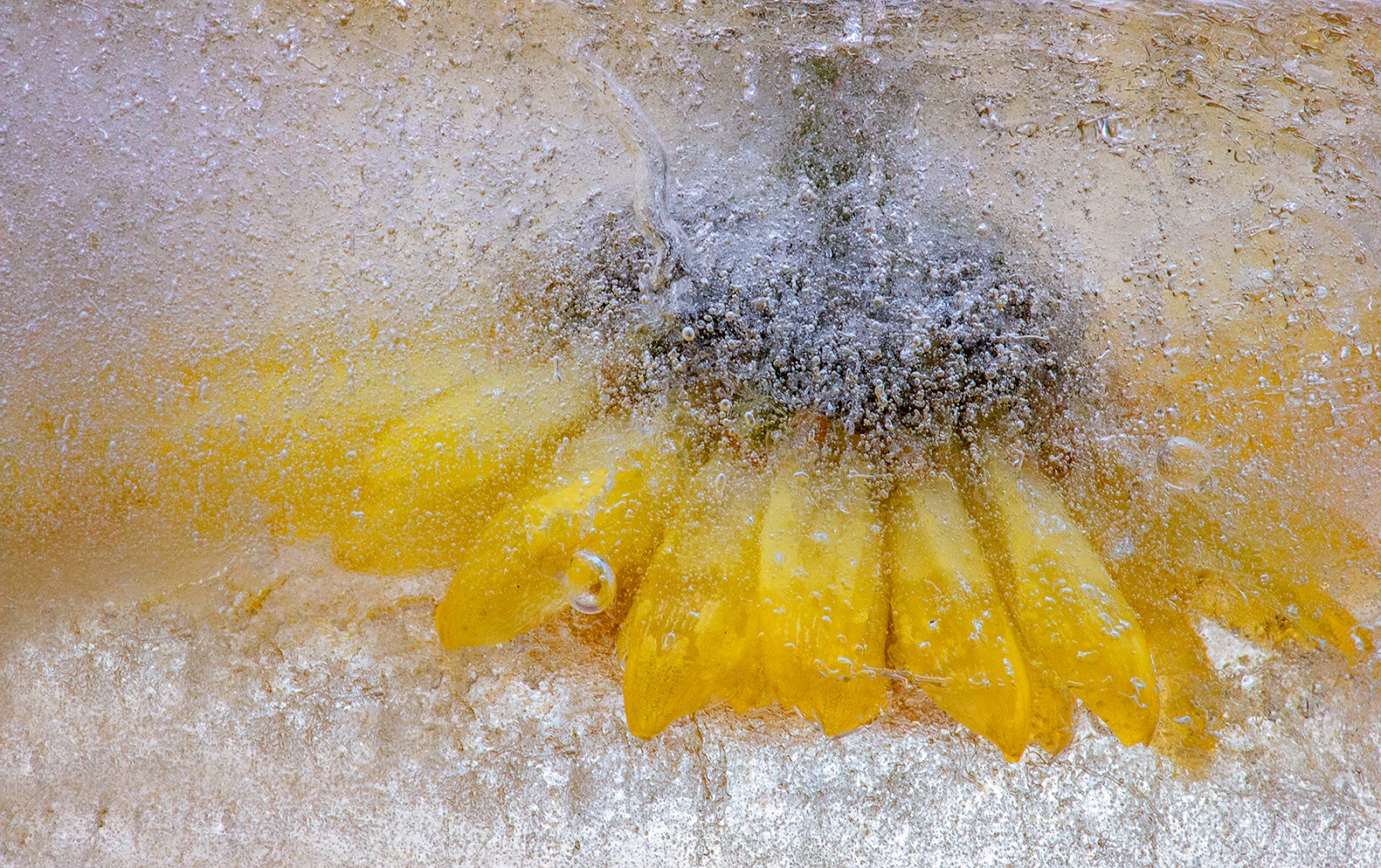 Kathleen Clemons Photography Frozen Flowers