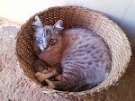 Xuxú Frederico - gatinho da Laís