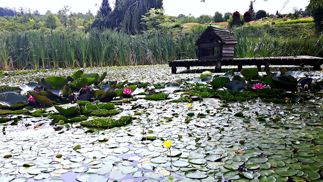 arboretum wojsławice