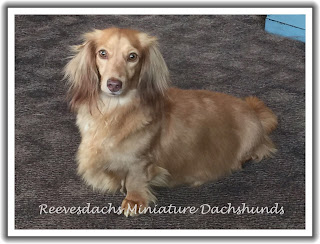 Long Hair Dams Reevesdachs Miniature Dachshunds