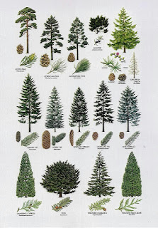 gallery identifying types of pine-trees