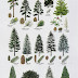 gallery identifying types of pine trees 